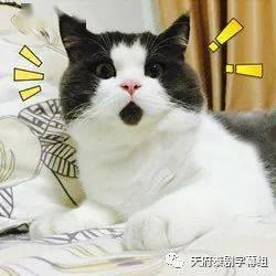 狍子先生爆料视频播放全集,背后惊人真相大曝光 第2张 狍子先生爆料视频播放全集,背后惊人真相大曝光 第2张